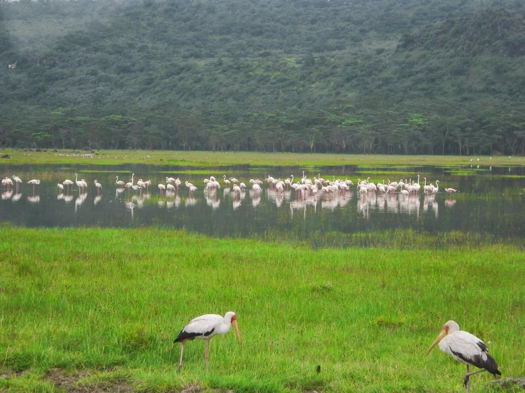 Lake Naivasha Resort Dış mekan fotoğraf